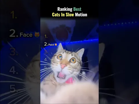 Ranking Cats in Slow Motion 😼