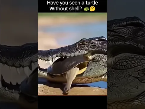 Have you seen a turtle 🐢 leaving her shelf? Crocodile🐊 attack on turtle #turtle #crocodile #shorts