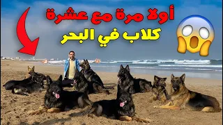 قضيت يوم كامل مع أشرس عشرة كلاب في البحر 🏖 وقعة كارثة 😱💔