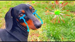 INVASIÓN DE VIRUS MORTAL 🦠 PERRO SALCHICHA SE CONTAGIA 😭