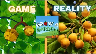 SUMMER  SEEDS GAME VS REAL LIFE, GROW A GARDEN