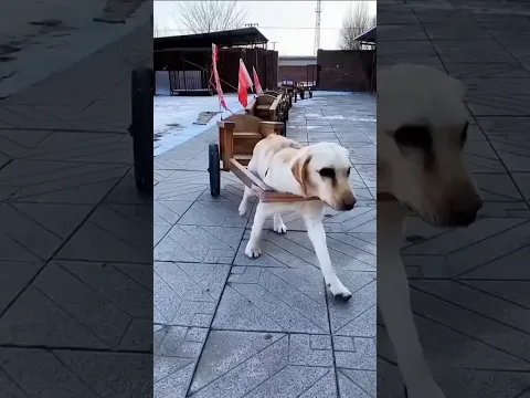 Di Cina, Anjing Jadi Supir Anak Sekolah?!