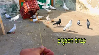 pigeon trap  || kabootar pakadne ka asaan tarika / Catch pigeons #Birds
