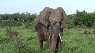 Elephant with HOLE in HEAD. LIVE Zebra BIRTH. 2 NDHZENGA male LIONS.