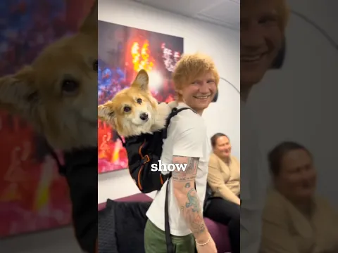 Why New Yorkers are putting Dogs in IKEA bags... 🐕🏙️
