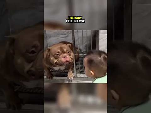 Nobody Wanted to Adpot This Pitbull but then This Happened 😲❤️