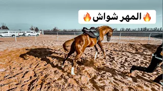 عسف مهر فسقان شواش وصار شي غريب