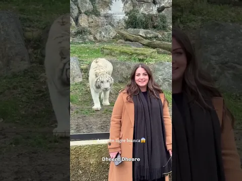 A White Lion Was Closer Than She Realized