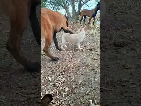 Dog beautiful big small cute #youtubeshorts #anmals #youtubeshorts