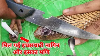 देखे कैसे निकाला नागमणि जब मिला 24 साल पुराना वासुकि नाग नागिन हैरत मे | Extracted Naagmani | naagin