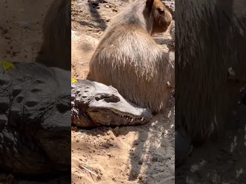 O segredo é fazer amizade depois do almoço #animais #bichos #curioso #capivara