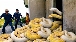 GIANT Albino Python Found in Abandoned House! | Terrifying Encounter