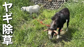 雑草だらけの庭に腹ペコのヤギ2頭を1ヶ月放った結果・・・！