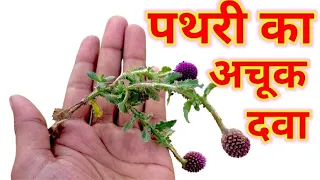 kidney stone,kidney stones,गुर्दे की पथरी,पथरी के लक्षण,पथरी की दवाई