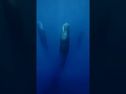 Estos animales duermen muy raro 😨 #shorts