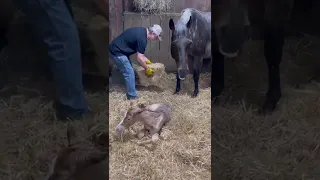 Ethel the horse giving birth to her 2022 filly, Rosie