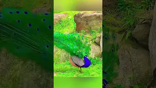 El Pavo Real Que Salvó a Sus Amigos 🦚❤️