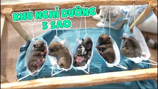 Làm Khu Nghỉ Dưỡng 5 Sao Cho Các Em Cún