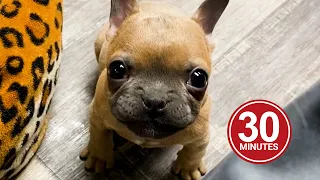 30 Minutes of the World's CUTEST Puppies!