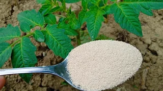 PARADAJZ, PAPRIKA, KRASTAVAC-HITNO im dajte ovu prihranu i razultati će vas oduševiti!
