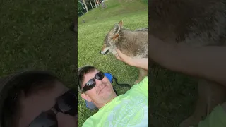 Coyote "YARrrrrrr!" compilation!!! 😆 #weavethecoyote #duckholliday #coyote #pitbull #nature #puppy