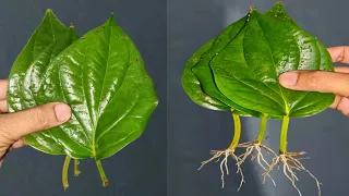 How To Grow Betel Leaves(Paan Plant) From Single Leaves with Aloe vera gel