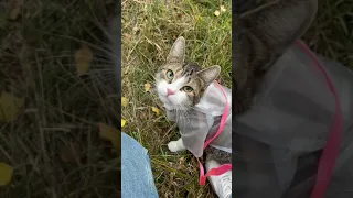 ЗАБЛУДИЛИСЬ С МЯТОЙ В ЛЕСУ!😭