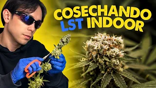 Cultivo 4 plantas con LST en 3 Meses I Papaya Zoap F1 Fast Version® de Sweet Seeds®