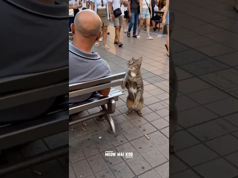 He threw the cigarette butt away. The cat threw hands. 💀🐾
