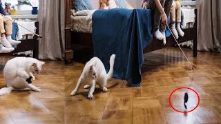 Cat Reaction to playing catch the bait with- Funny Catcatch the bait with a cat Reaction Compilation