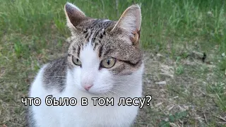 Что случилось в в лесу? что за странный браслет