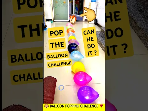 गुब्बारे फोड़ने वाला डॉग 🎈 Funny Dog 🐶 puppy with balloons #funnydog #balloon #poptheballoon