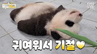 [ENG] 여기 말랑콩떡 떨어뜨리셨어요｜#바오바오 EP.10 이렇게나 자랐어요 | 에버랜드 판다월드