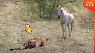 QUANDO O LEOPARDO ATACA O CAVALO