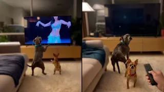 Dogs Dancing In Front Of TV