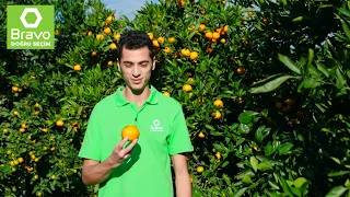 Təravətli Tarladan Sərfəli Bravo-ya | Naringi