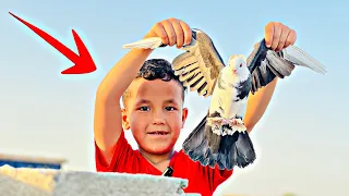 صارت عركه علمود الطيور 🤣🤣