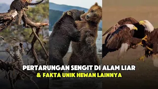 Pertarungan antar hewan & Fakta alam lainnya | Kompilasi Shorts Uda Kepo