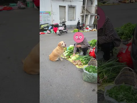 這小狗買菜真像個人This puppy buys groceries like a human