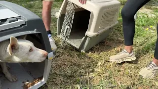 First Moments in the Shelter after 15 Months in Tiny Space! - Takis Shelter