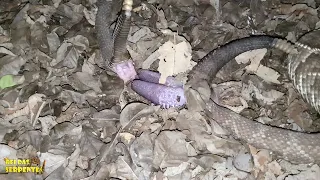 imagens inéditas, exclusivo cascavel