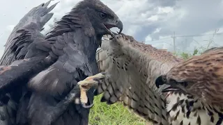 Two Hawk-Eagle are hunt their prey without mercy 