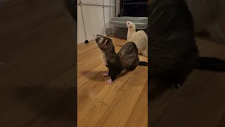 Can't Resist A Double Sploot