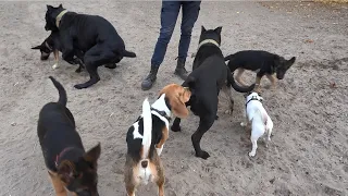 Щенячьи потасовки и разборки молодых собак. Немецкая овчарка, кане корсо, джек рассел терьер и бигль