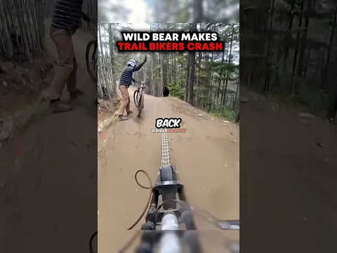 Wild Bear Makes Trail Bikers Crash 😬