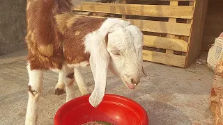goats eating grass on the roof of the house  January 2022