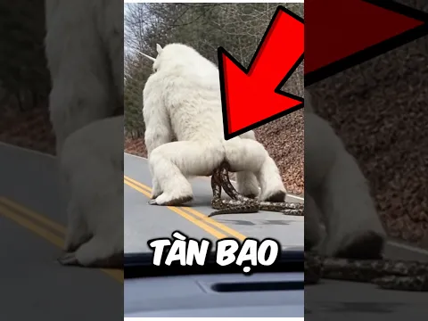 Sự thật gây sốc về 3 loài vật sinh ra đã là định mệnh khổ 🥺 #khampha #dongvat #thiennhien