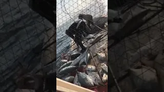Fishing with trap gear in Iran sea