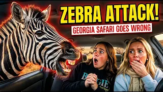 Zebras try to get treats from car windows in Georgia safari