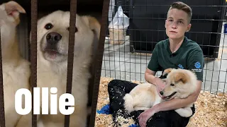 Dog meat trade survivor Ollie begins his rehabilitation journey